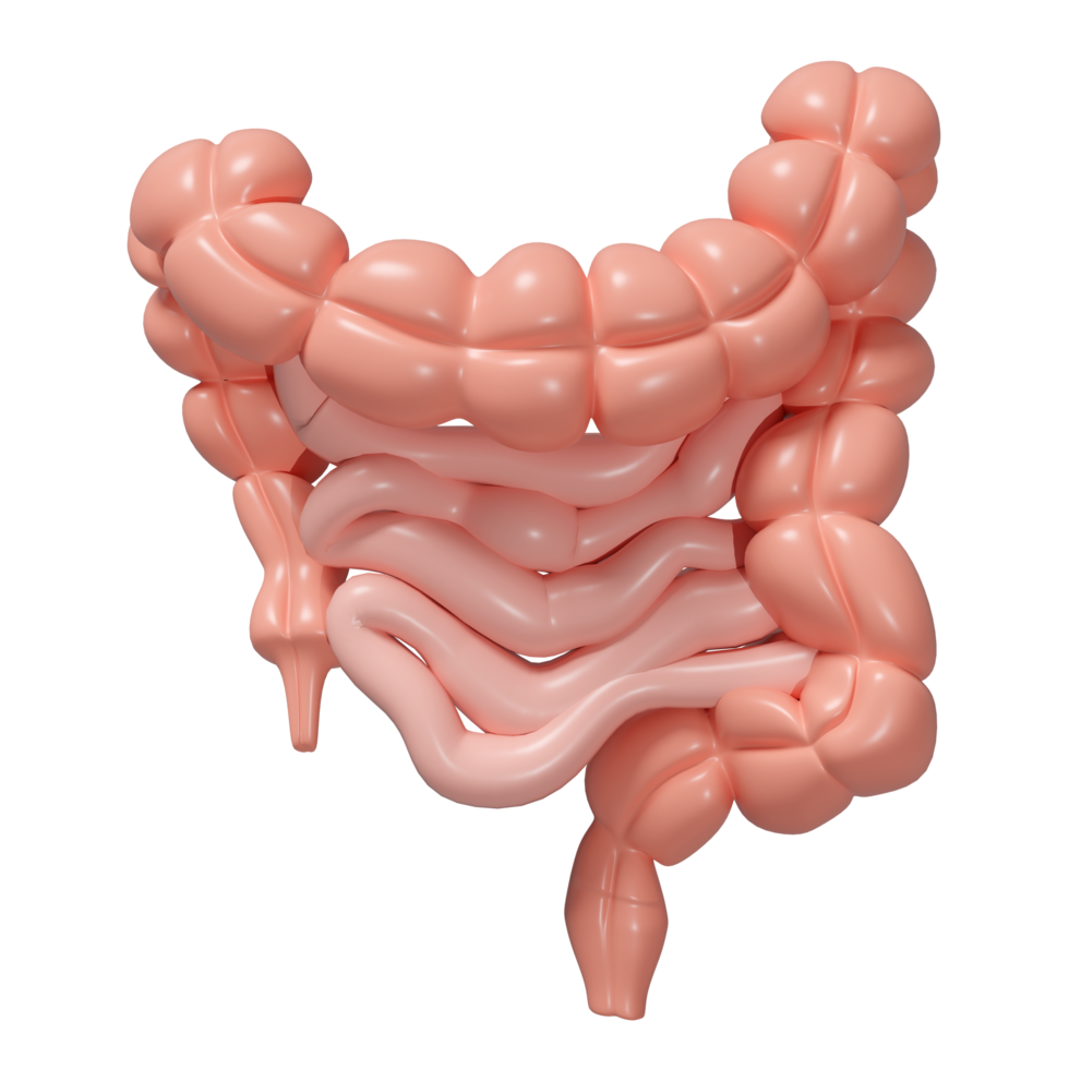 3d healthy intestine isolated. health check concept, 3d illustration render png