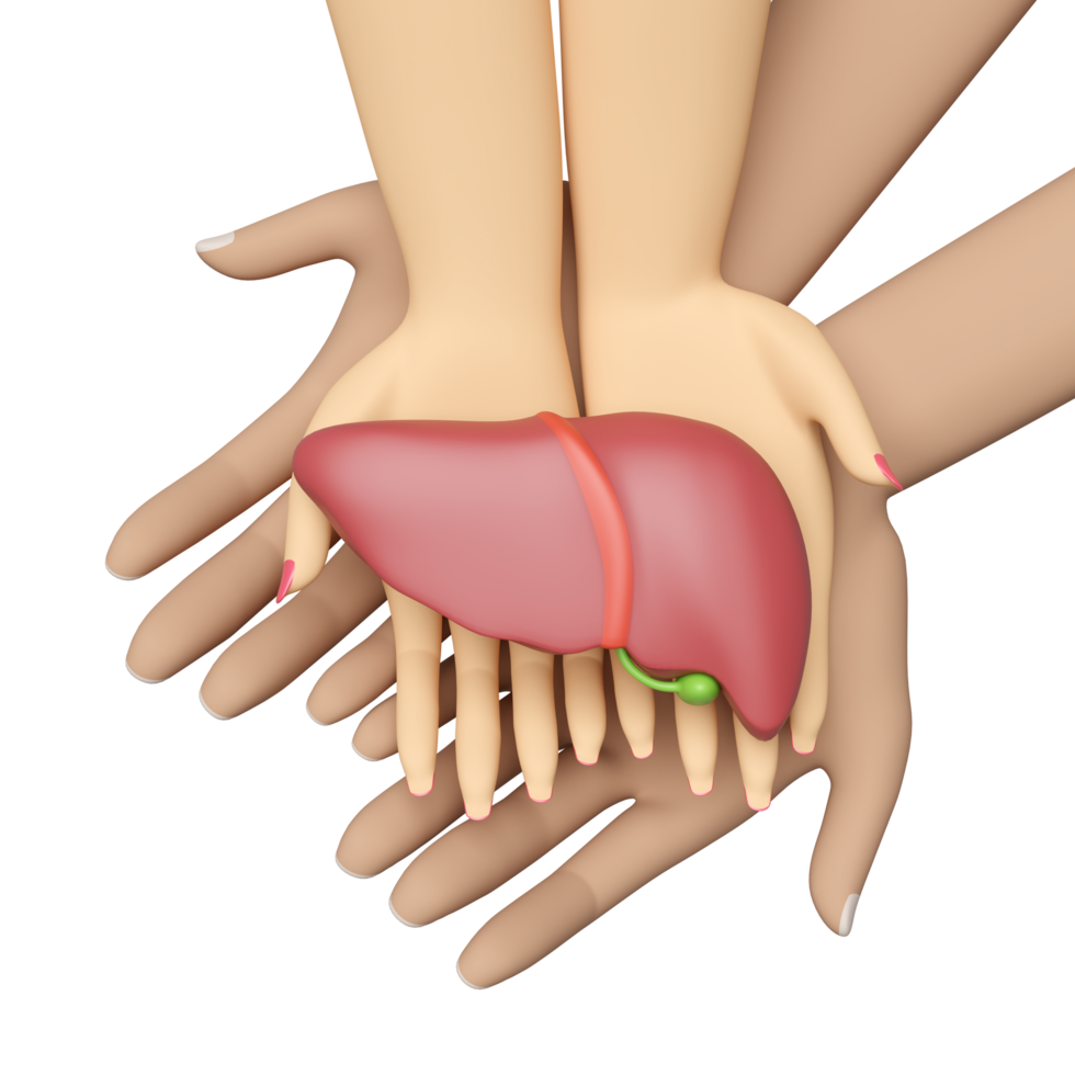 3d hand male female with human liver isolated. check liver health, world hepatitis day concept, top view, 3d illustration render png