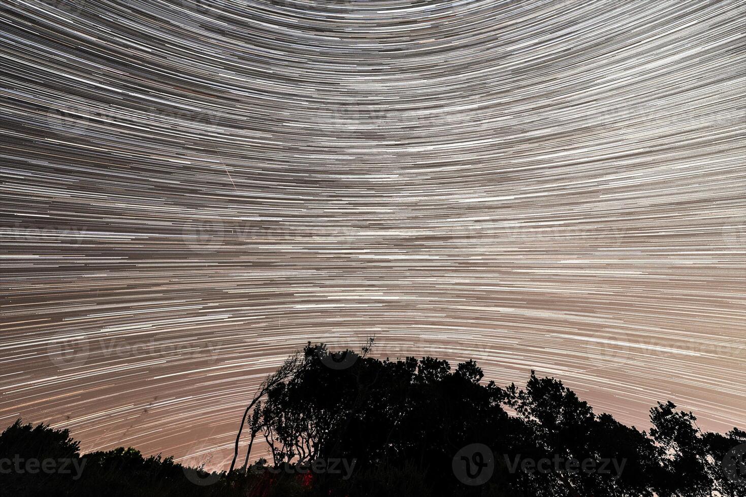 Star Trails over Trees photo