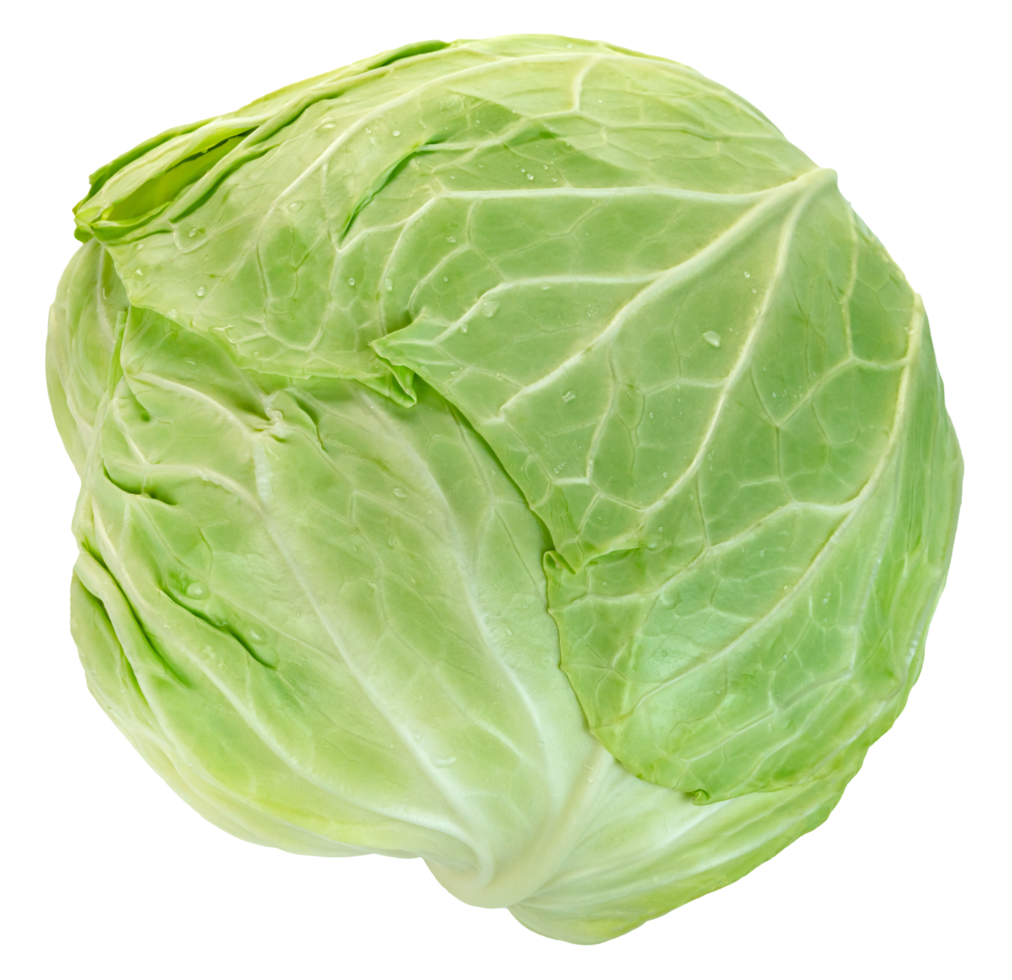 raw cabbage isolated. png