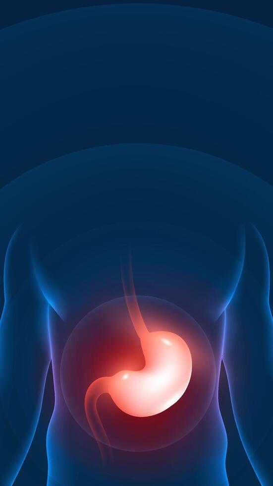 Medical health vertical illustration human stomach highlighting reminder vector