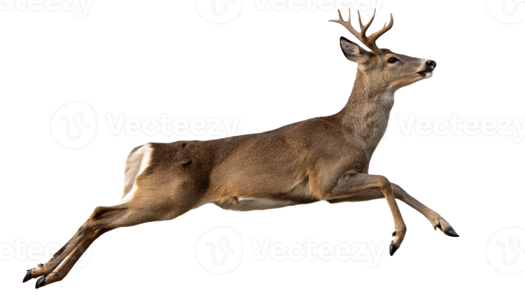 A deer leaping gracefully, isolated on a transparent background. png