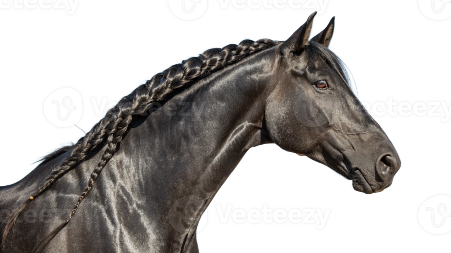 A black horse with braids on its head png
