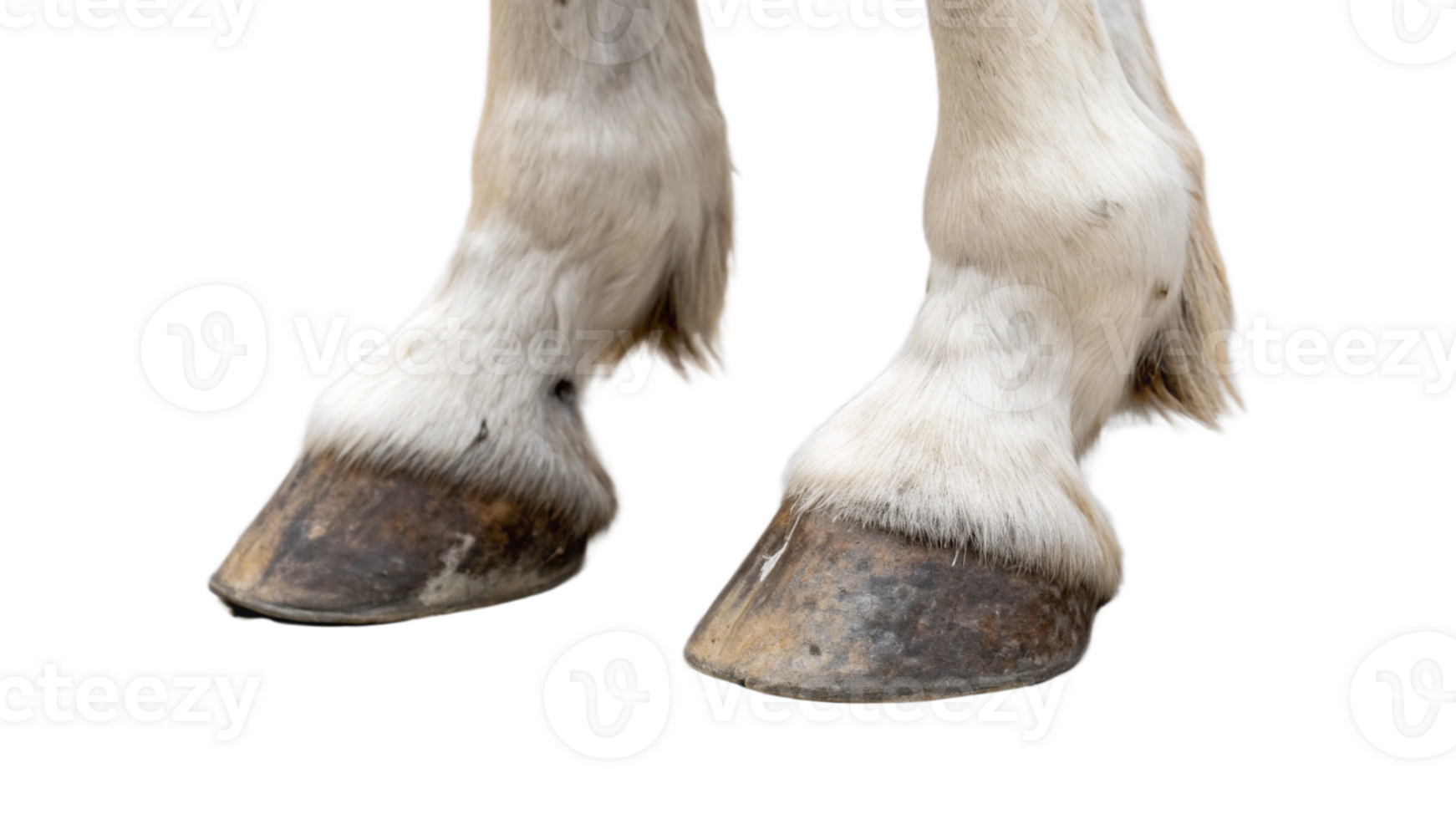 A close up of a horse's feet png