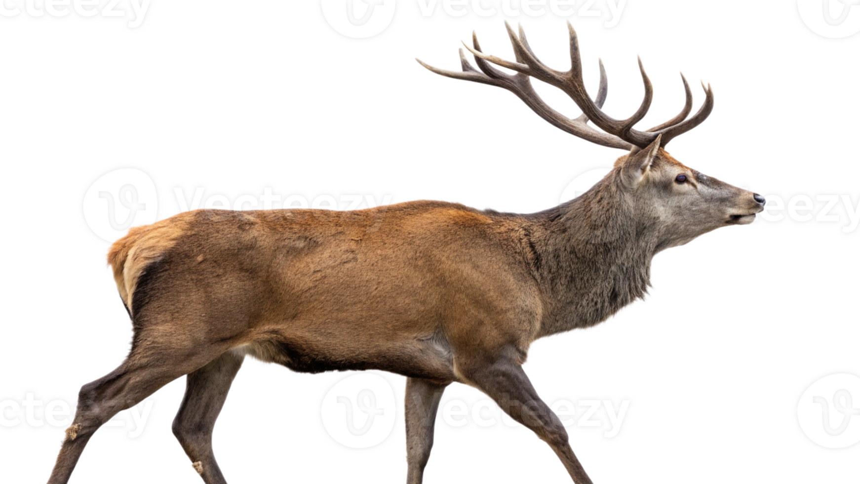 A deer with large antlers, isolated on a transparent background. png