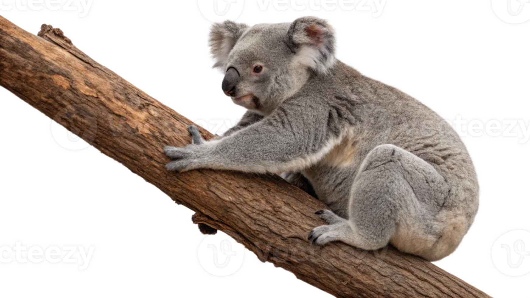 Koala bear on a tree branch png