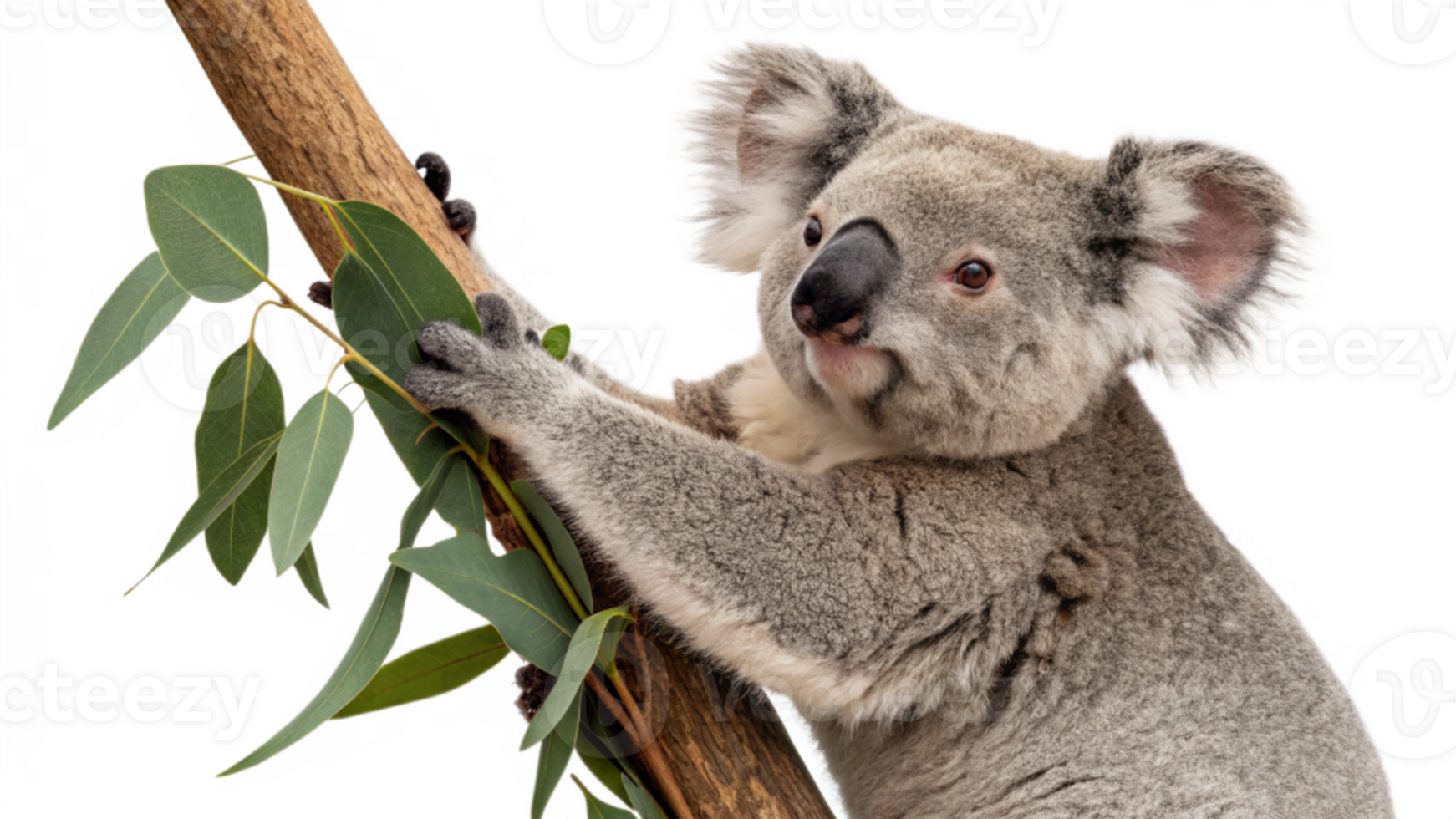 Koala Bear w/ Leaves Koala Bear w/ Leaves