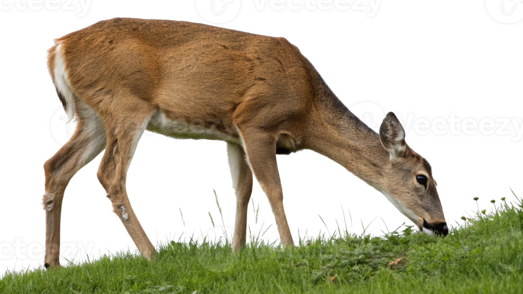 Side view of a deer grazing, isolated on a transparent background png