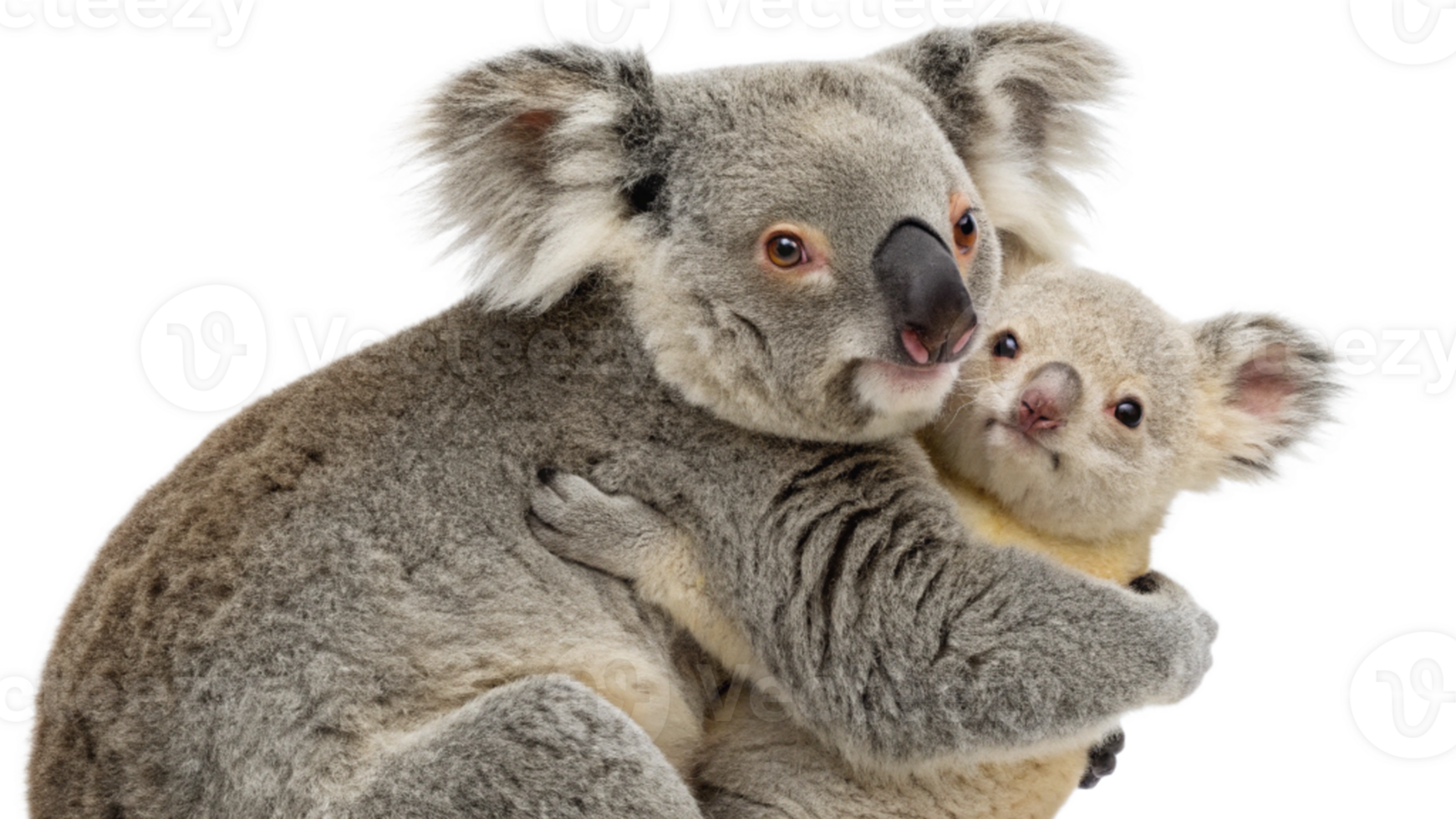 A koala bear hugging its baby png