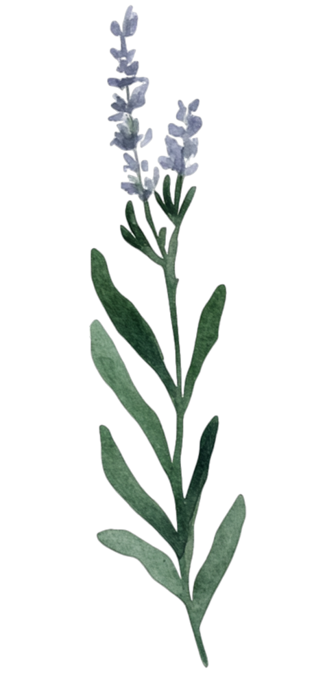 A watercolor painting of a plant with purple flowers png