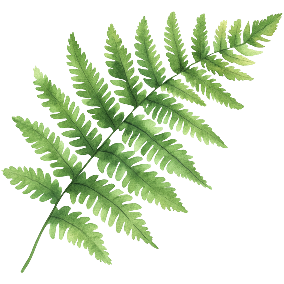 Fern Leaf isolated png