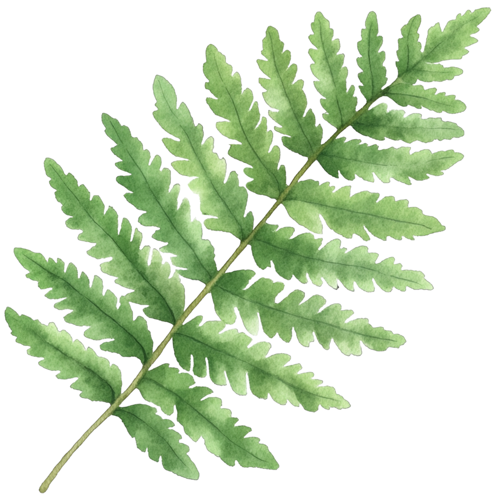Watercolor Fern Leaf png