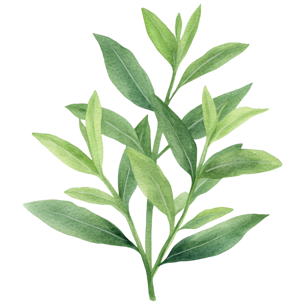 Watercolor illustration of a plant with green leaves png