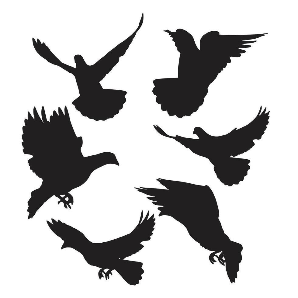 Pigeon Silhouette Graphic Set vector