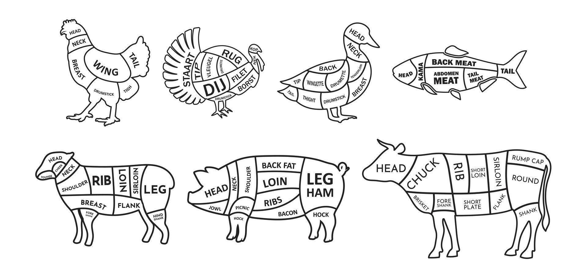 Cut of Animals Diagram Outline Design vector