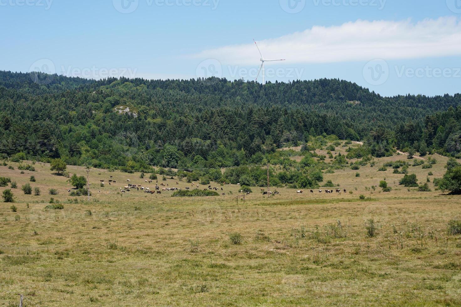 Karagol Plateau in Tarakli Town Sakarya Turkiye photo