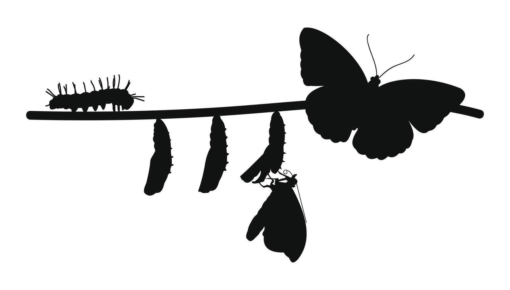 Butterfly metamorphosis silhouette showing egg larva pupa adult stages vector