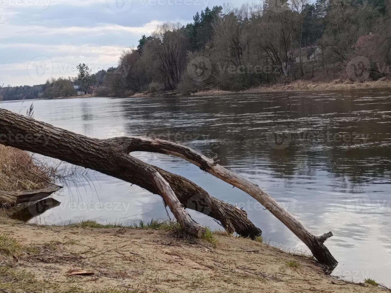 A tree leaning over a tranquil river, highlighting the connection between land and water in a serene landscape, perfect for outdoor enthusiasts and nature photographers. photo