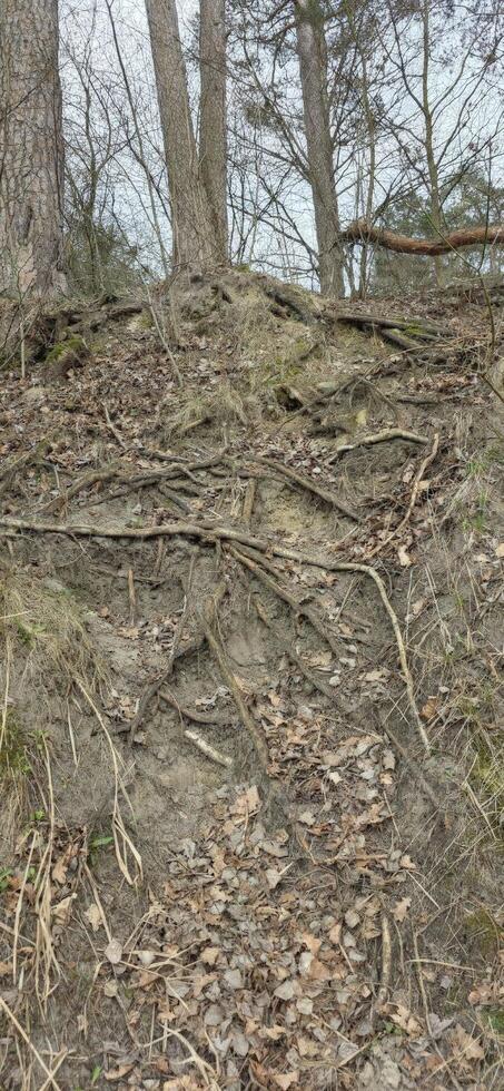 An intricate network of tree roots exposed on a hillside, illustrating the complexity of nature and the importance of soil stability in forest ecosystems. photo