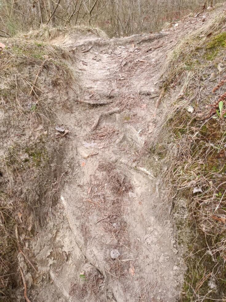 A worn path revealing the intricacies of exposed dirt, roots, and grass, capturing the beauty and challenges of a woodland trail. photo