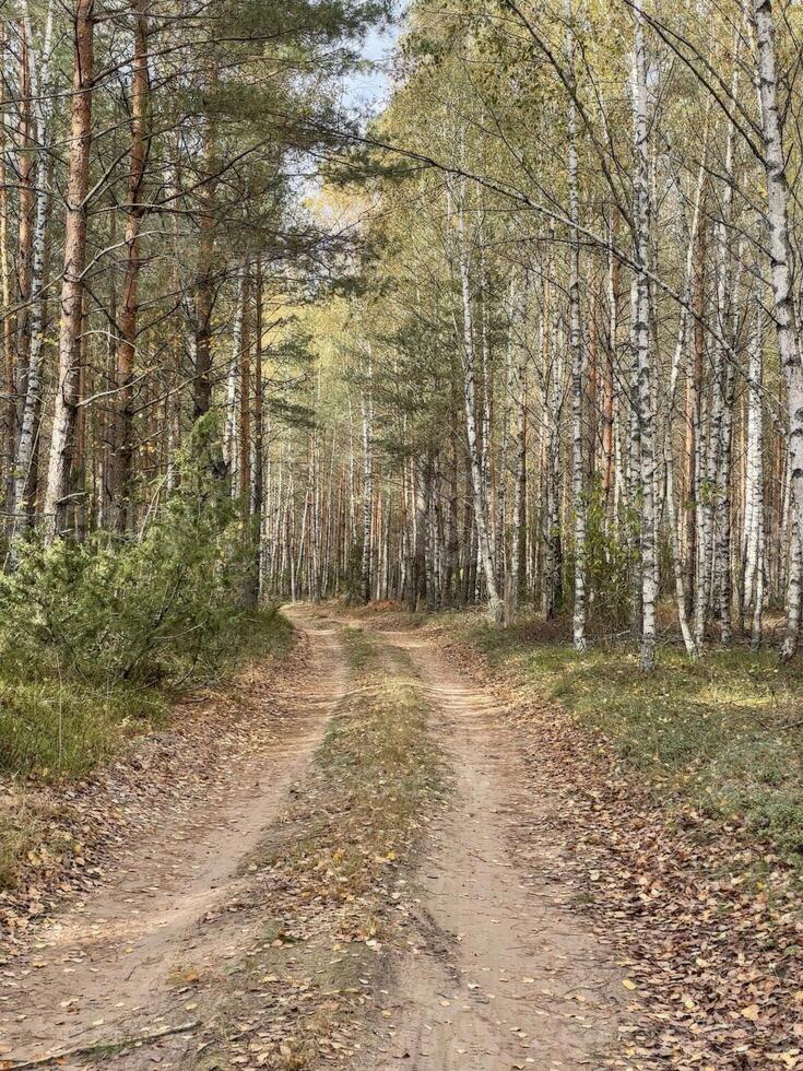 A sandy forest path, lined with tall trees on either side, showcases a serene autumn atmosphere. photo