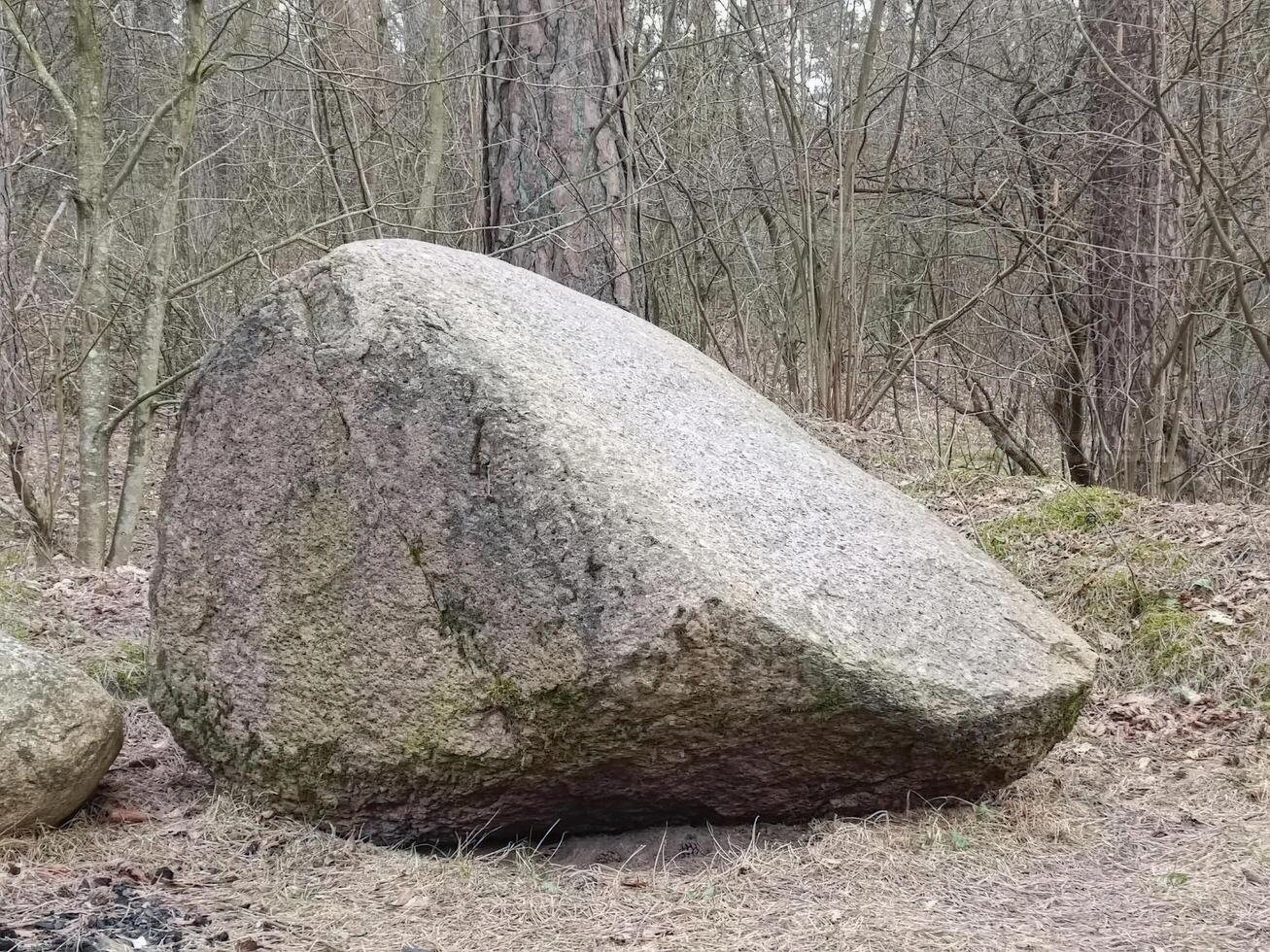 A large boulder resting on the forest floor, showcasing its weathered surface and the serene natural surroundings, ideal for nature lovers and geology enthusiasts. photo