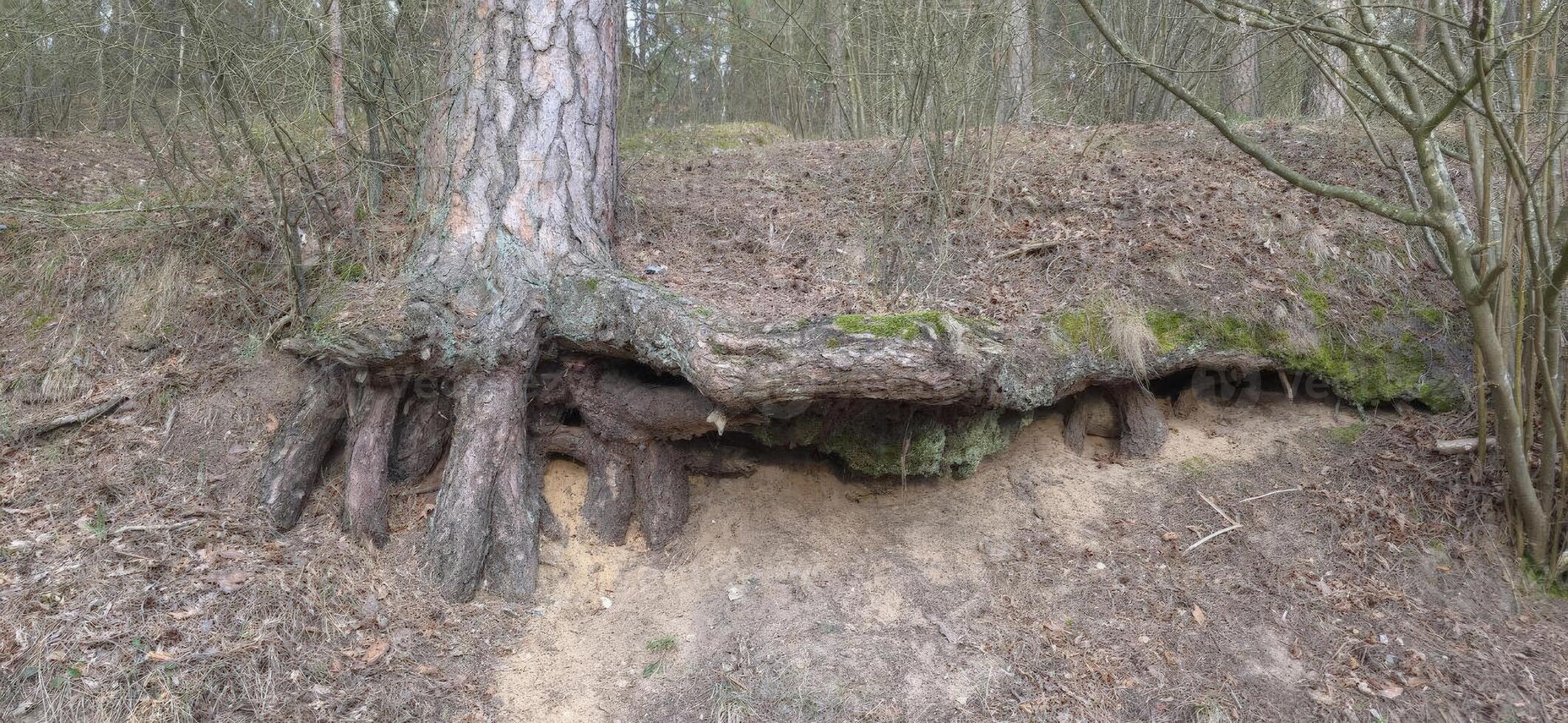 A large tree with exposed roots on a hillside, showcasing the intricate connection between vegetation and the earth, highlighting biodiversity. photo