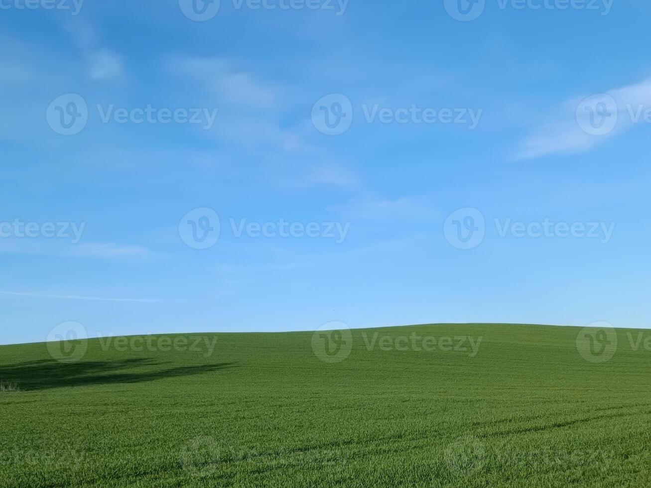 Expansive green fields under a sunny blue sky, conveying a sense of openness and natural beauty, suitable for agricultural, outdoor, or landscape themes. photo