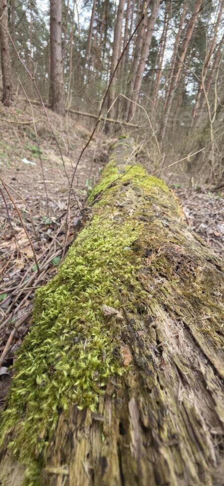 A moss-covered fallen log in a forest setting, representing the beauty of decay and the cycle of life in nature. photo