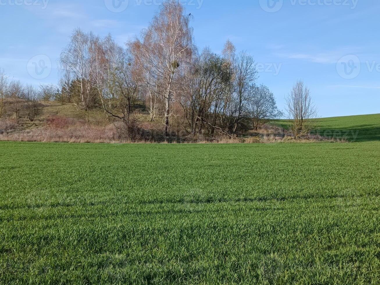 Lush green field with a backdrop of trees under a clear blue sky, illustrating a serene natural landscape ideal for agriculture or outdoor activities. photo
