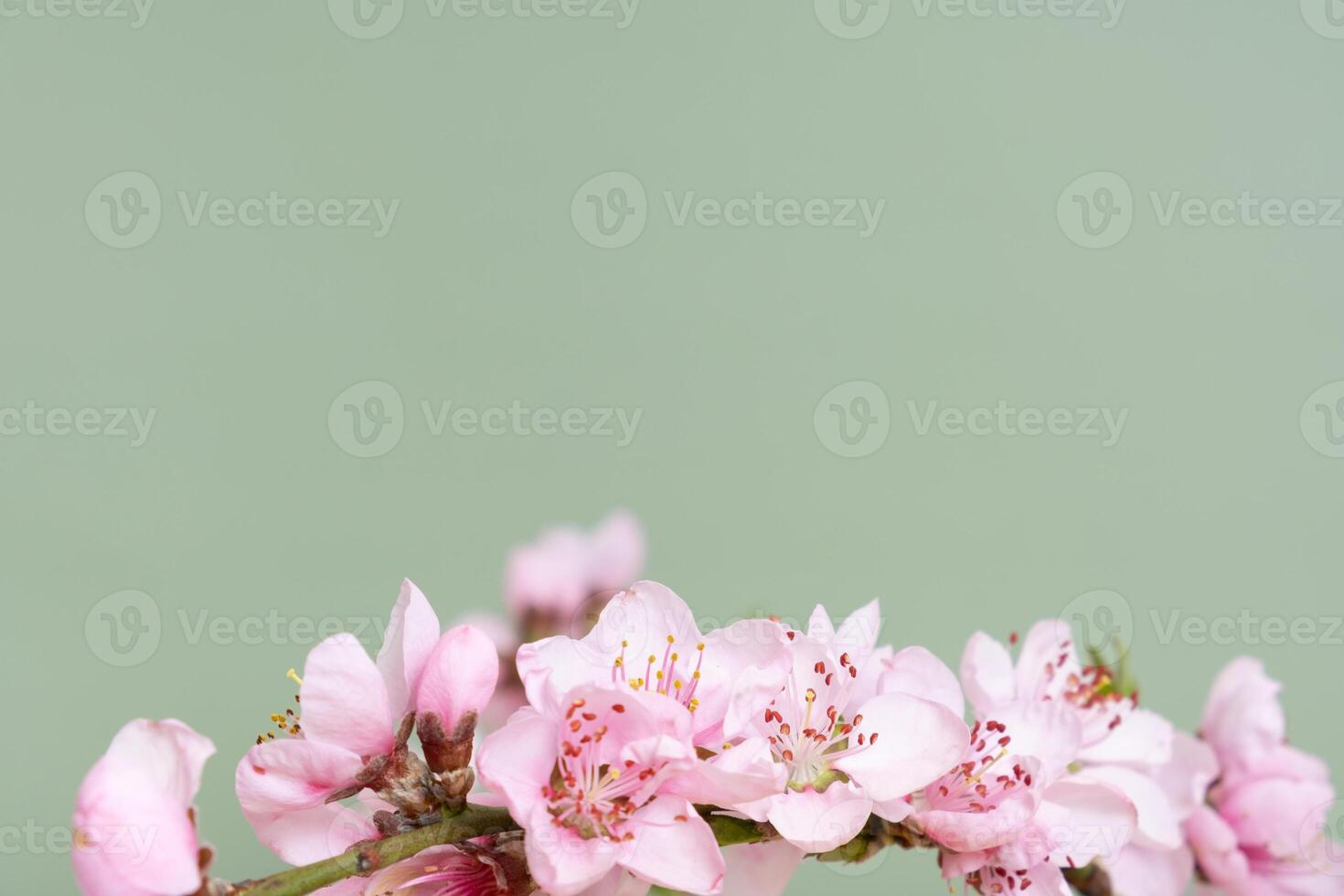 Delicate pink flowers blooming on green background in soft focus background with copy space photo