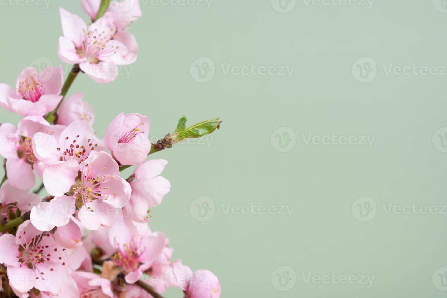 Pink flowers blooming on green background in soft focus background with copy space photo