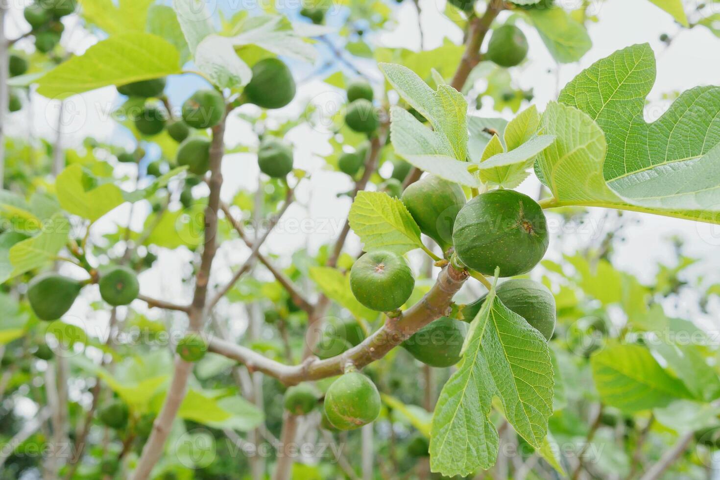 Unripe fig fruits growing on a tree photo