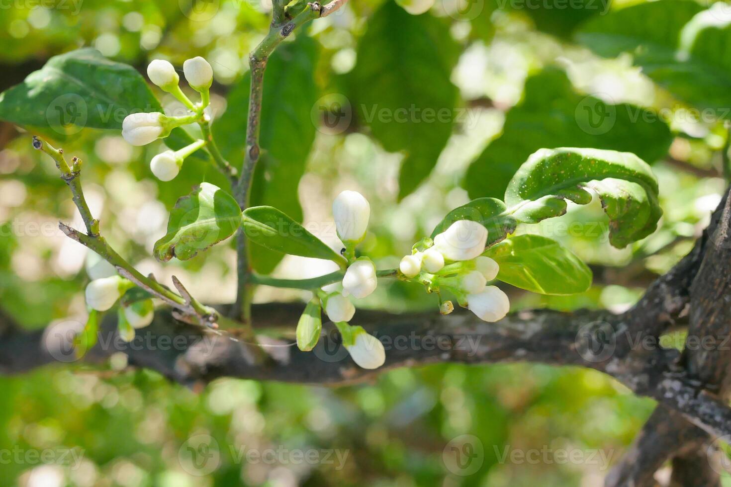 Buds on lemon tree. Citrus blossom photo