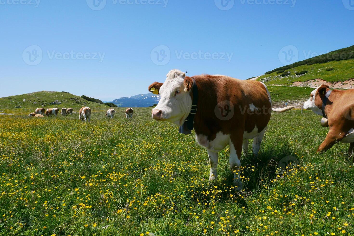 Cows close up grazing at the meadow in the mountains of Puchberg am Schneeberg, Austria. The concept of farming and milk production. The concept of cows attacking people. photo