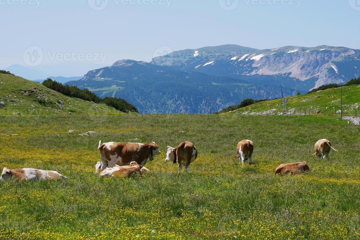Cows grazing at the meadow in the mountains of Puchberg am Schneeberg, Austria. The concept of farming and milk production. The concept of cows attacking people photo