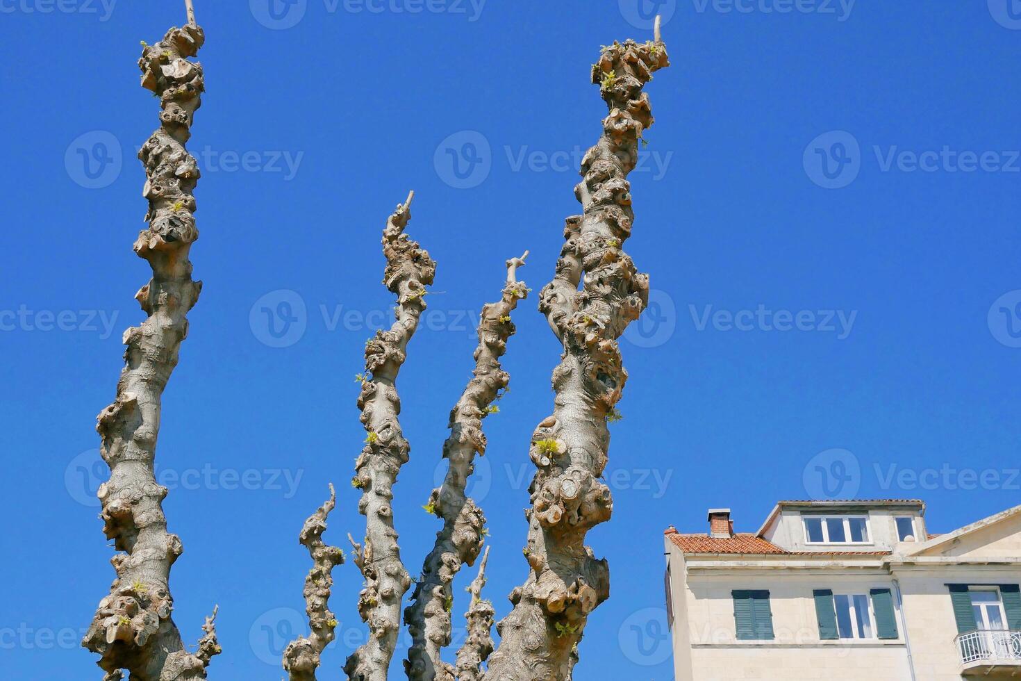 Trimmed tree. Crown formation in spring, health pruning photo