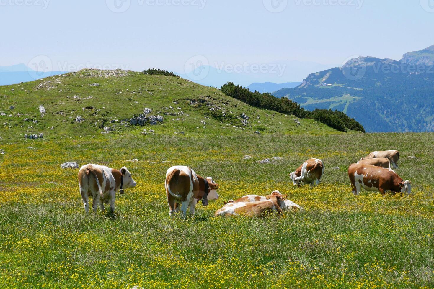 Cows grazing on the meadow in the mountains of Puchberg am Schneeberg, Austria. The concept of farming and milk production. The concept of cows attacking people photo