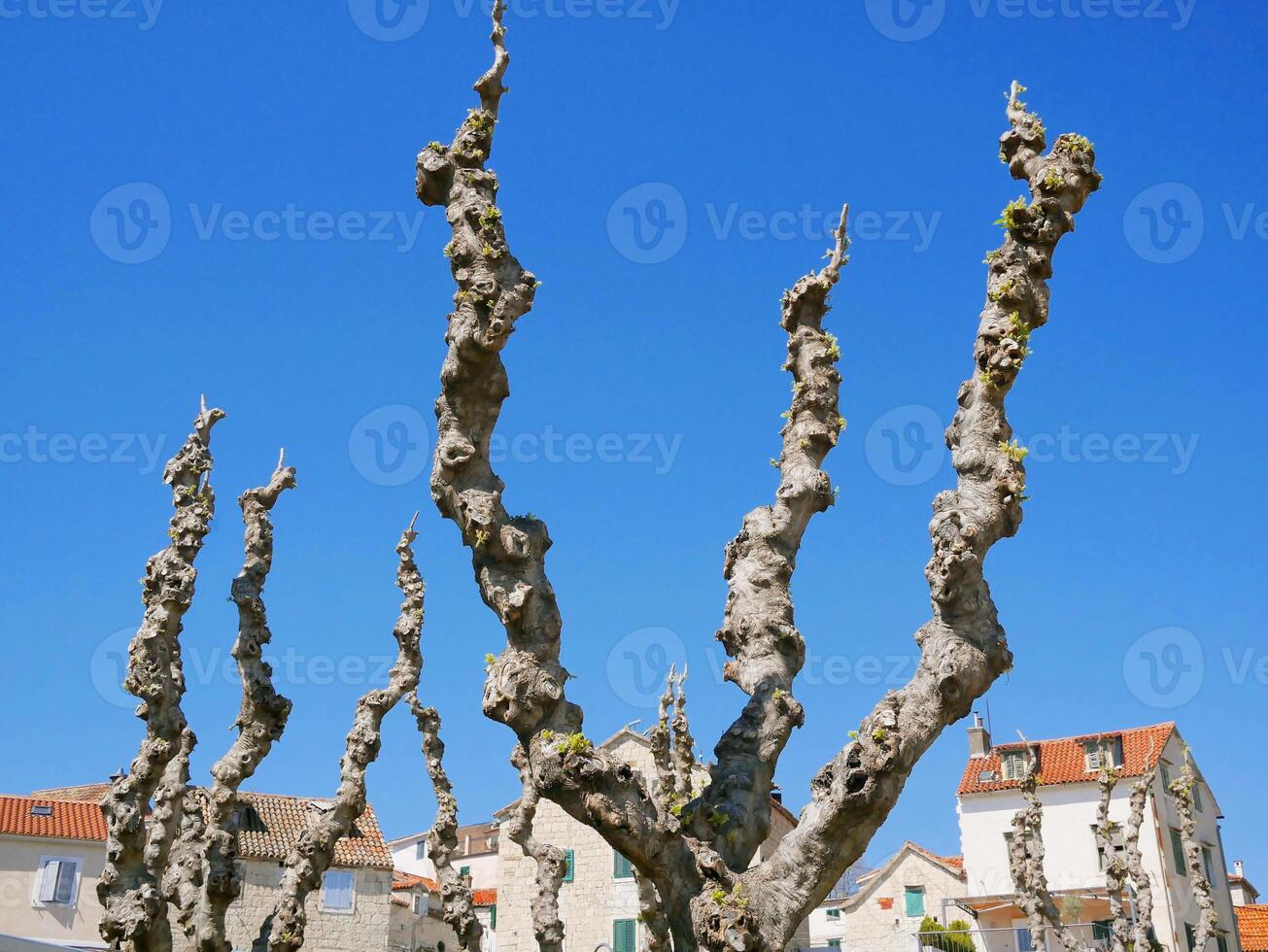Trimmed tree branches. Crown formation in spring, health pruning photo