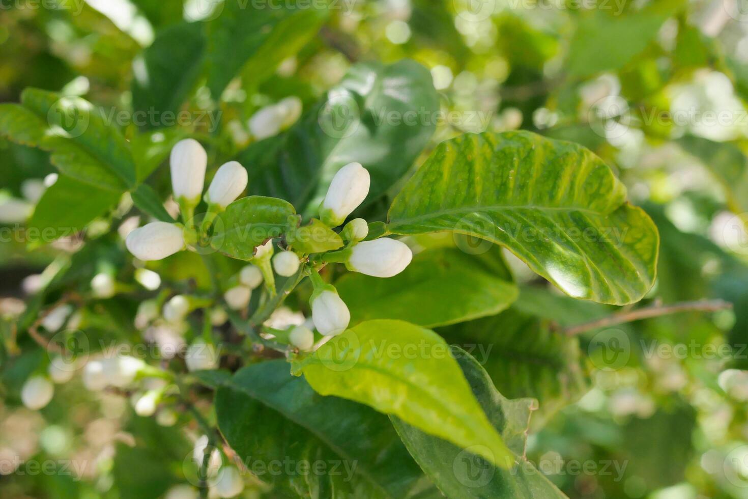 Buds on a lemon tree. Citrus blossom photo