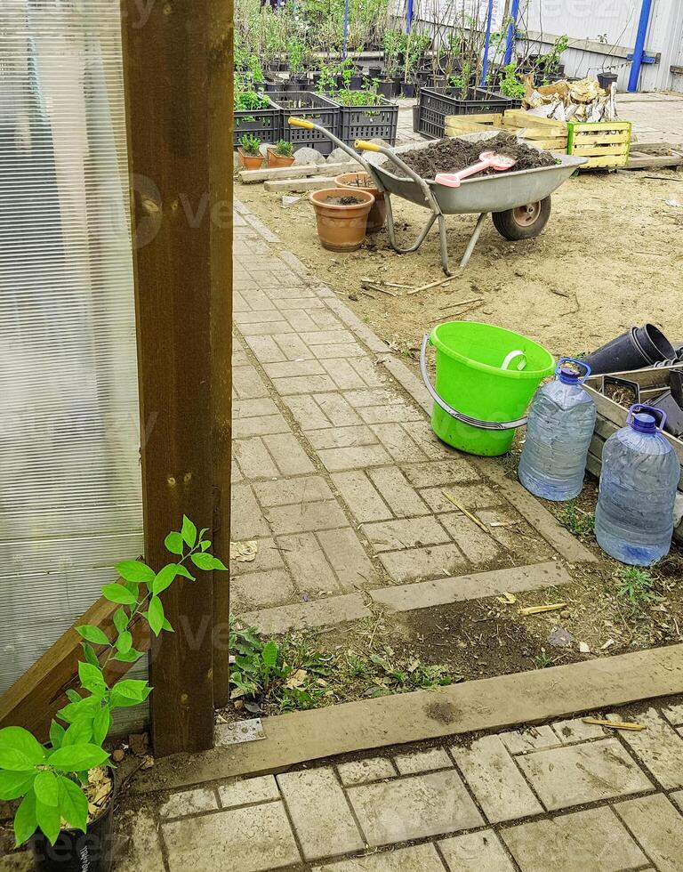 A green plant growing in a plastic greenhouse photo