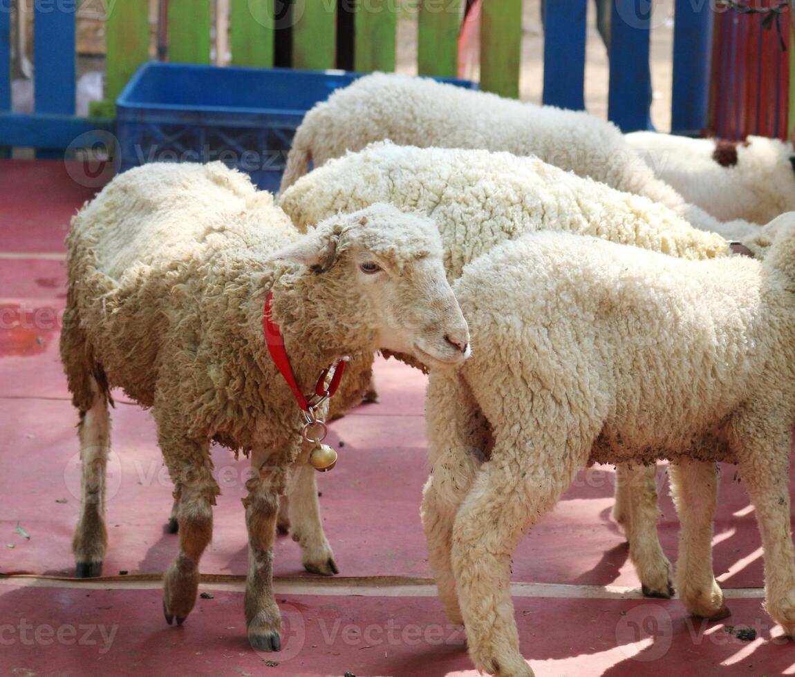 Fluffy Sheep with Red Collar in Rustic Setting photo