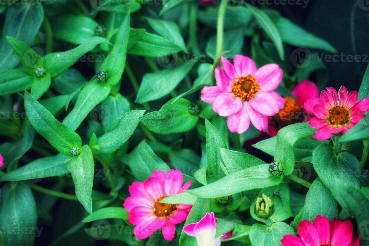 Vibrant Pink Zinnia Blooms in Lush Green Foliage A Summer Garden Scene photo