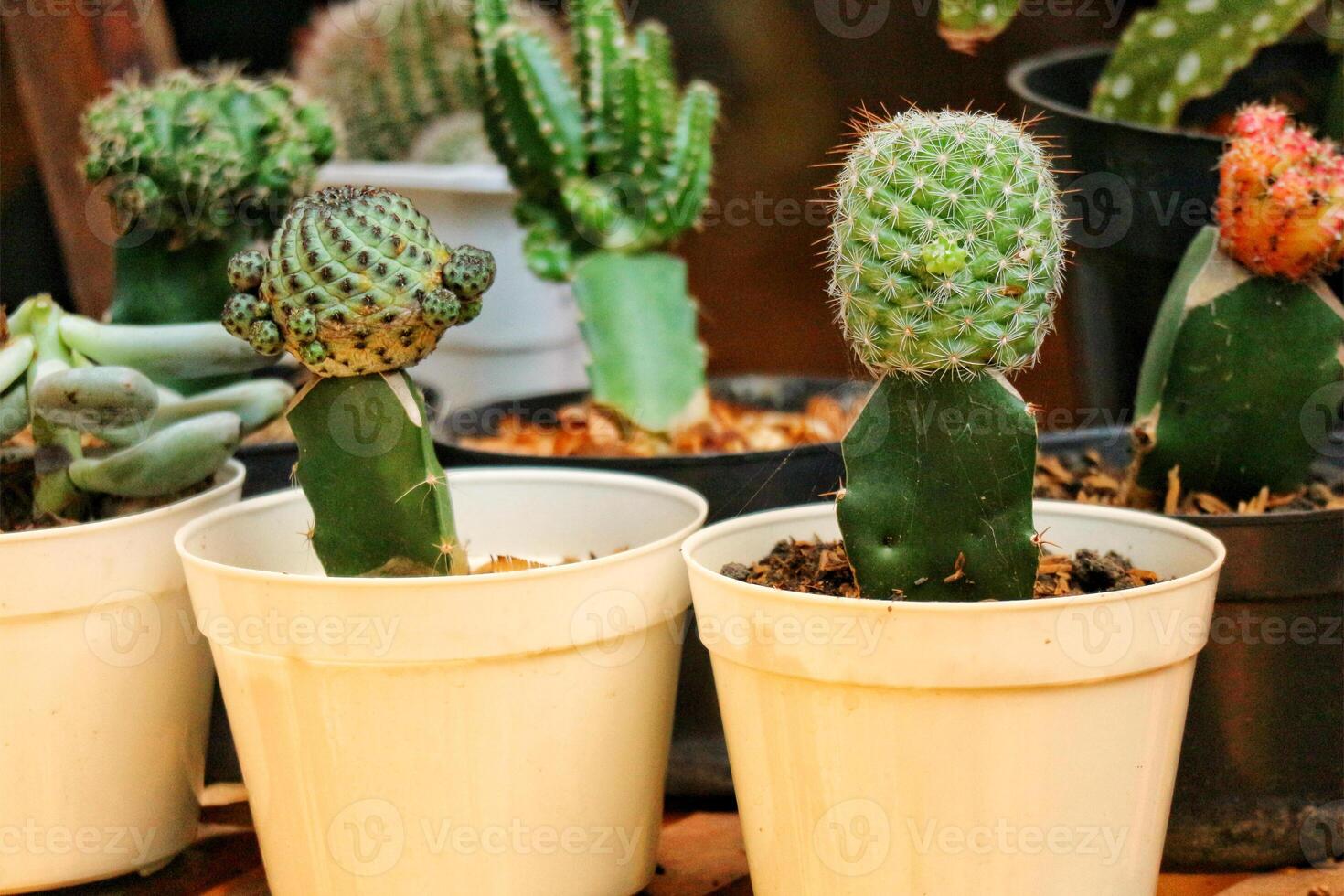 Succulent Cactus CollectionmA Charming Display of Miniature Desert Plants photo