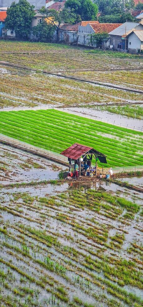 People at Shelter in Rice Paddy Field Landscape Scene Aerial View photo
