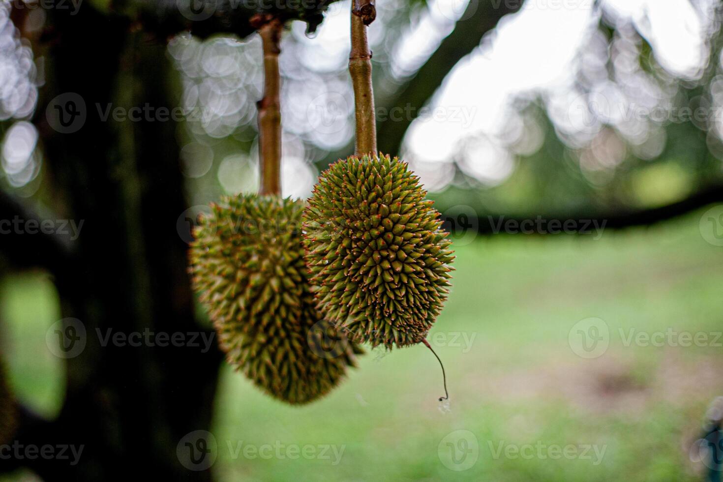 8. Young Durian on Tree .Macro Shot with Bokeh Background photo
