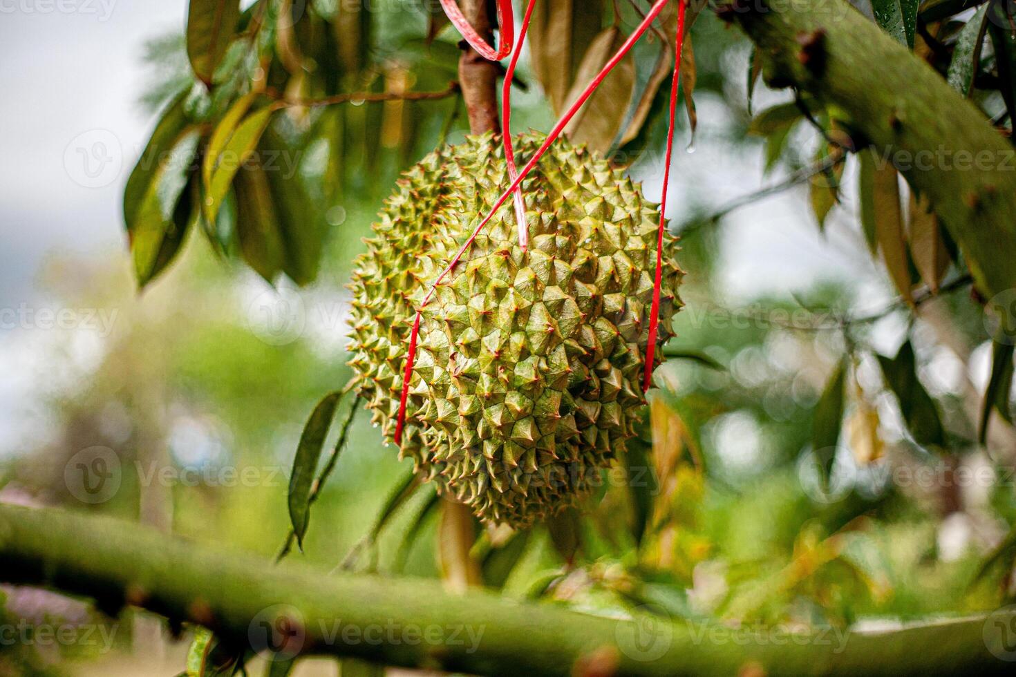 1. Young Durian on Tree .Macro Shot with Bokeh Background photo