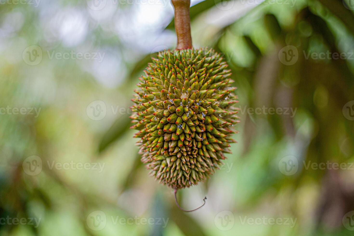 13. Young Durian on Tree .Macro Shot with Bokeh Background photo