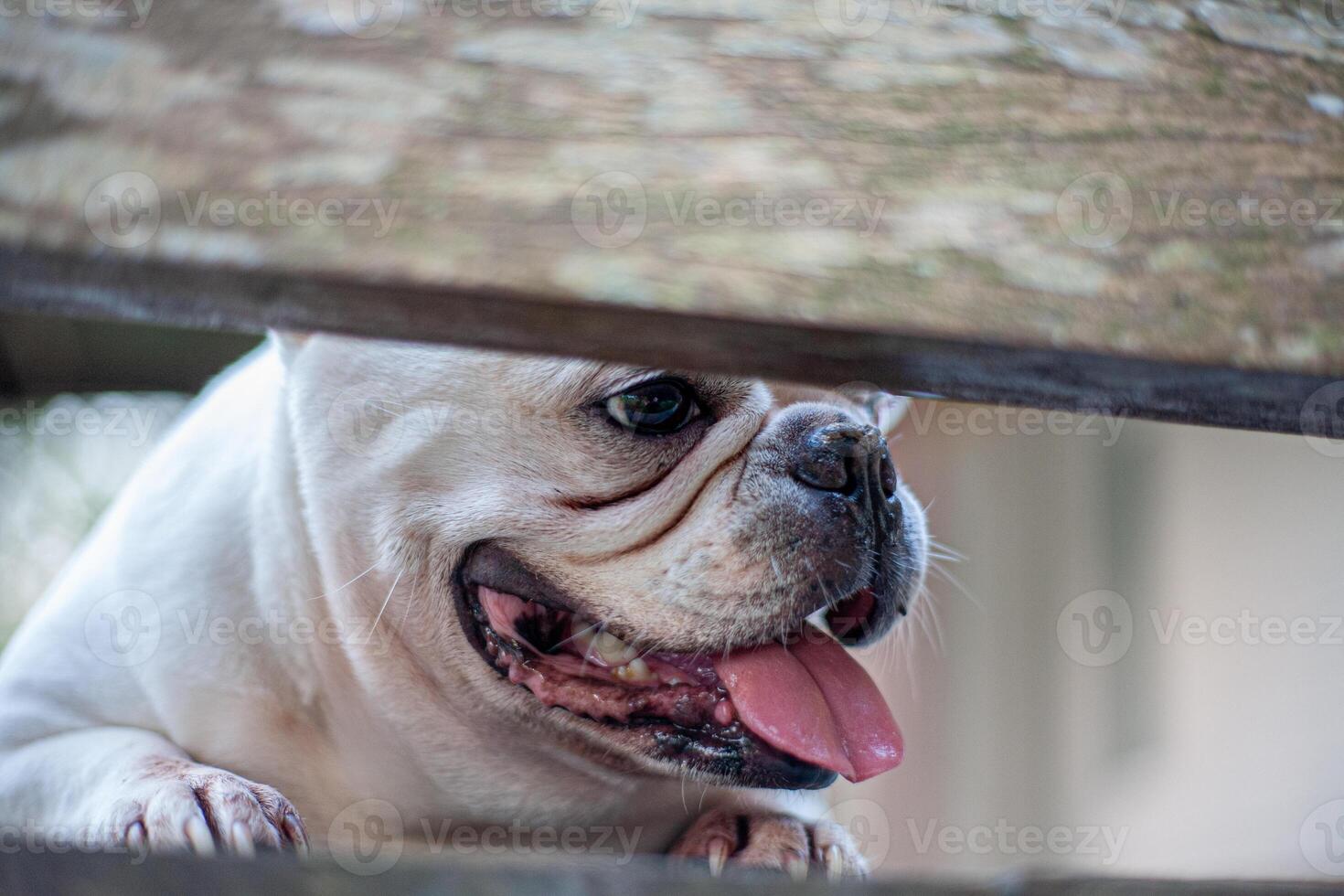 a dog is looking up at the camera photo