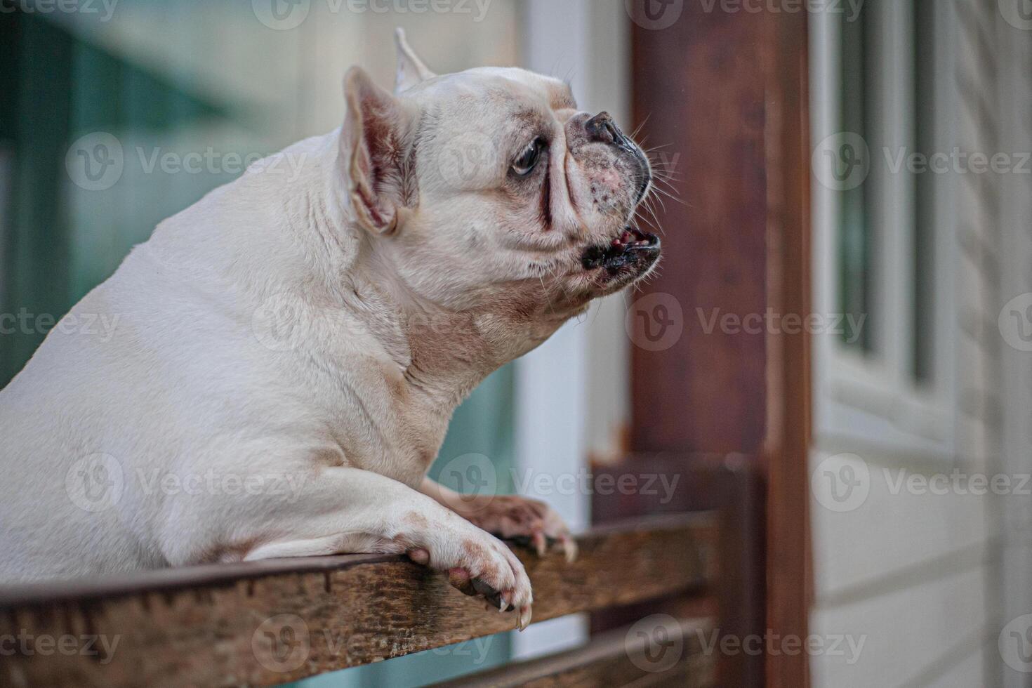 a white dog on a bench photo